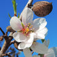 almond tree blossom