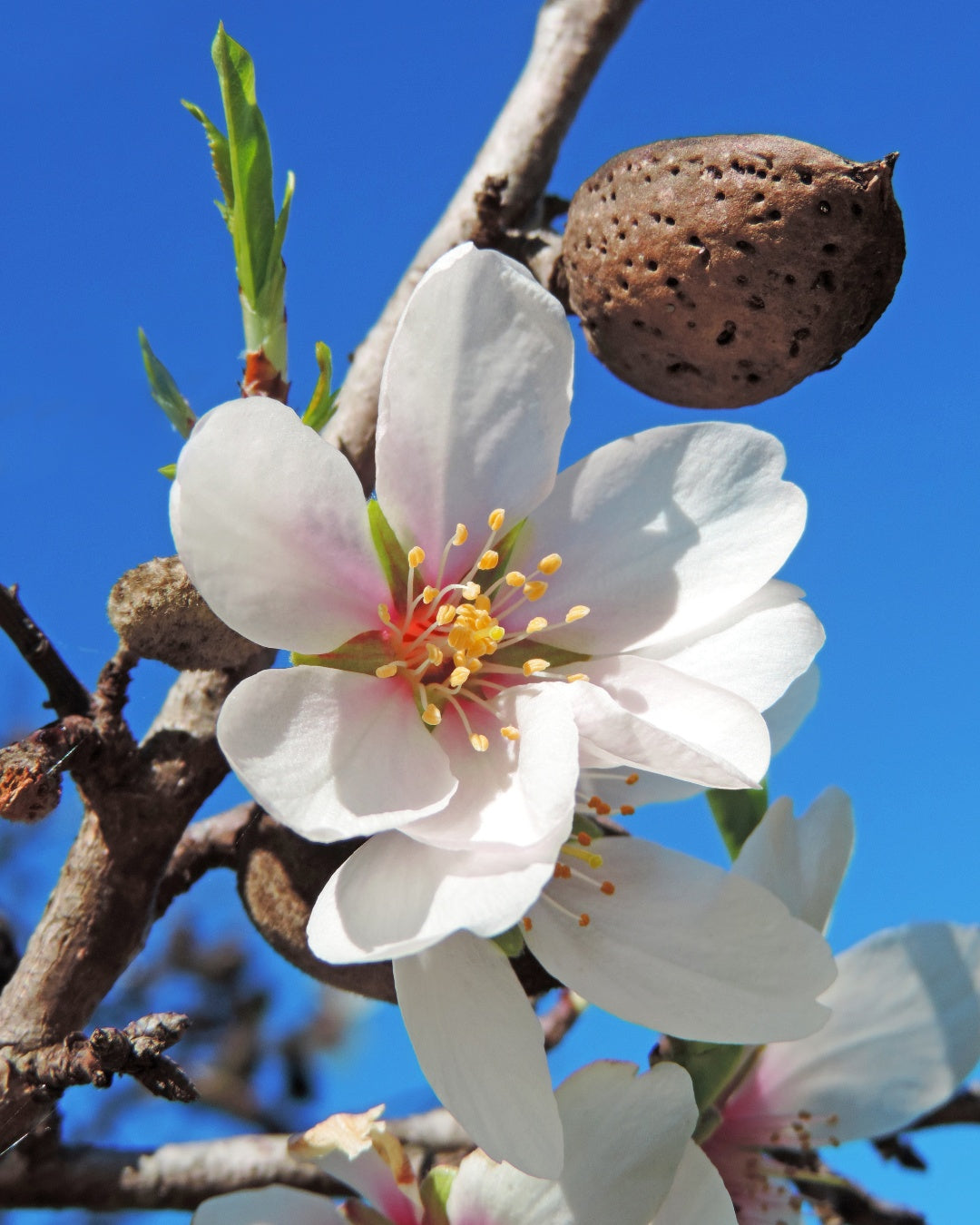 almond tree blossom