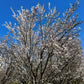 California almond tree in full bloom