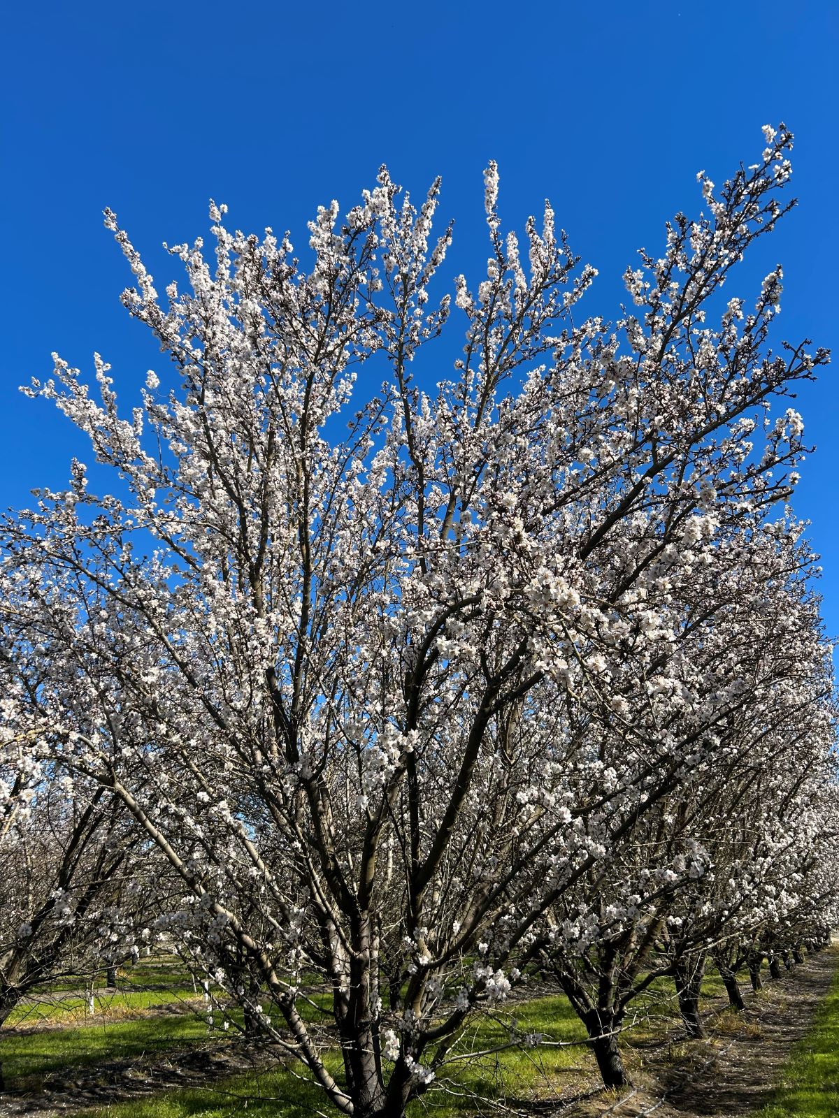 California almond tree in full bloom