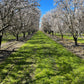 rows of blooming almond trees in an almond orchard