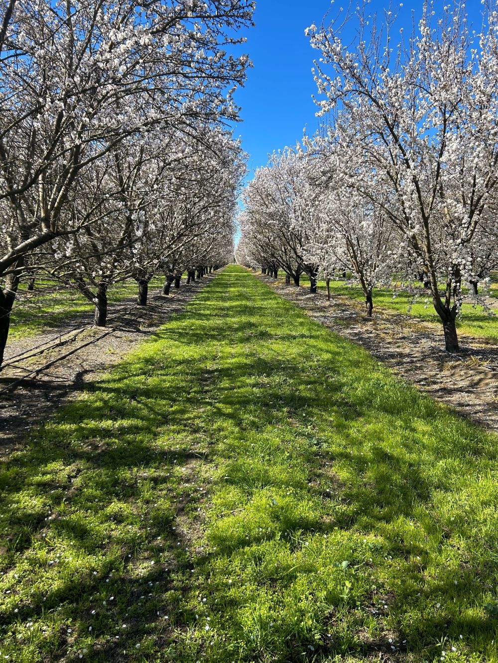 rows of blooming almond trees in an almond orchard