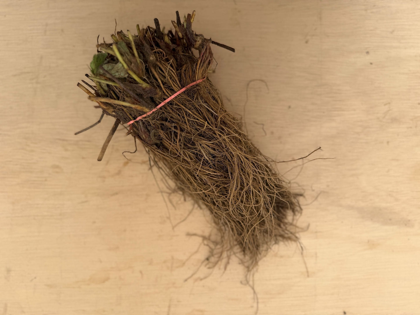 Cavendish Strawberry Plants - Early Season Bounty