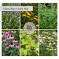 Starter Herb Garden Plant Bundle