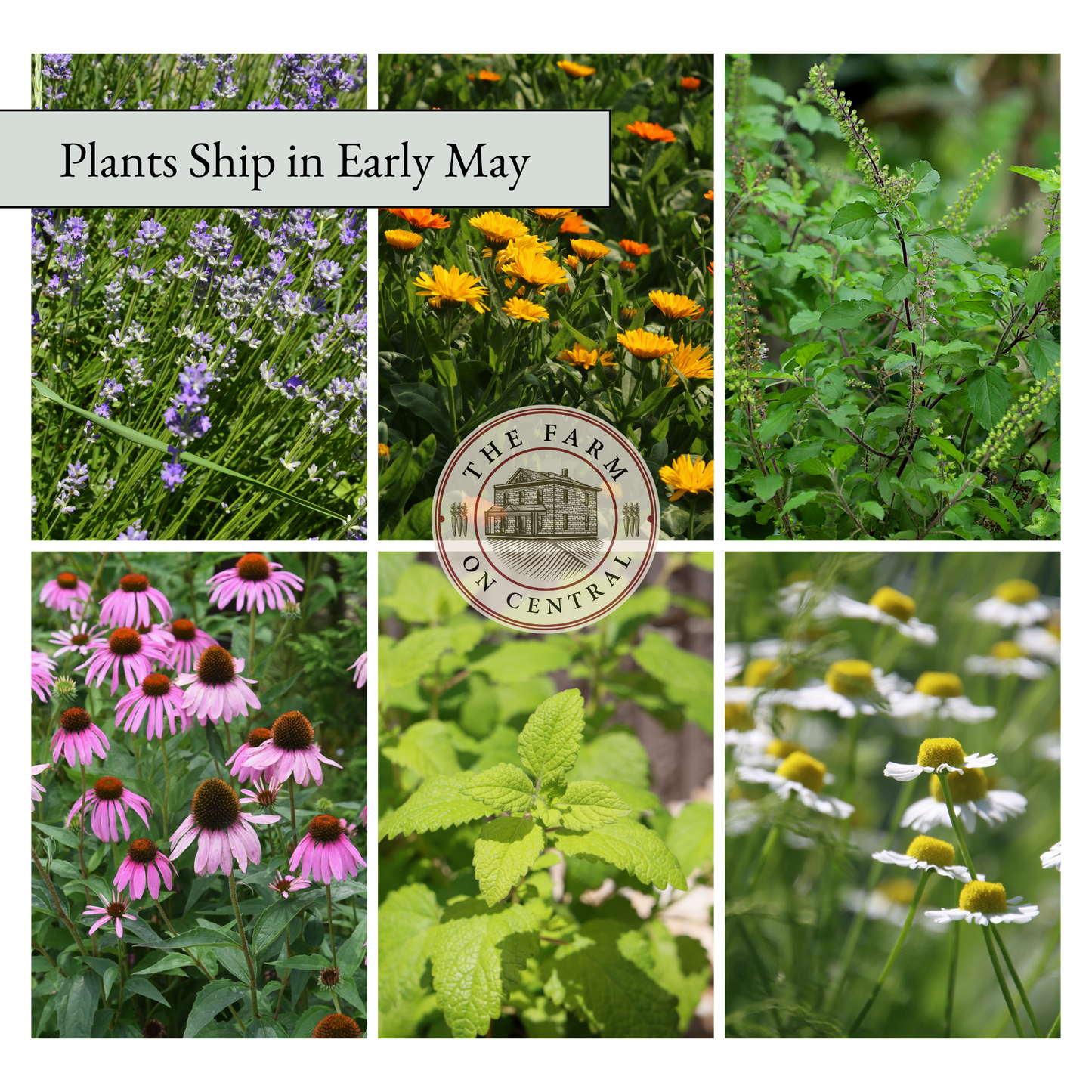 Starter Herb Garden Plant Bundle