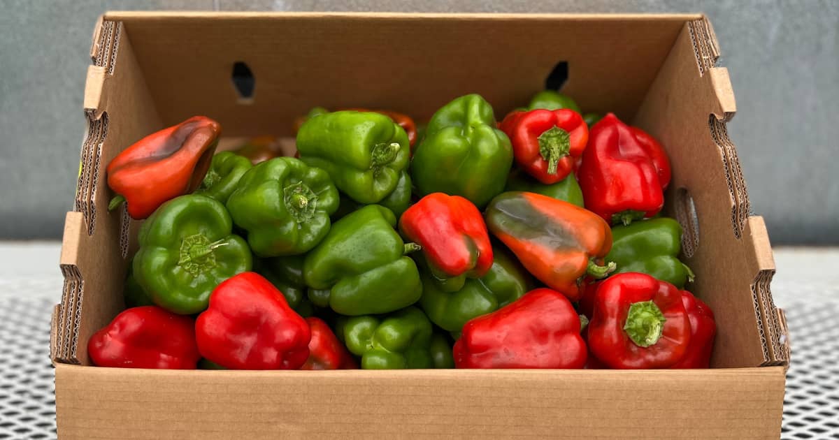 Bell Peppers 1/2 Bushel