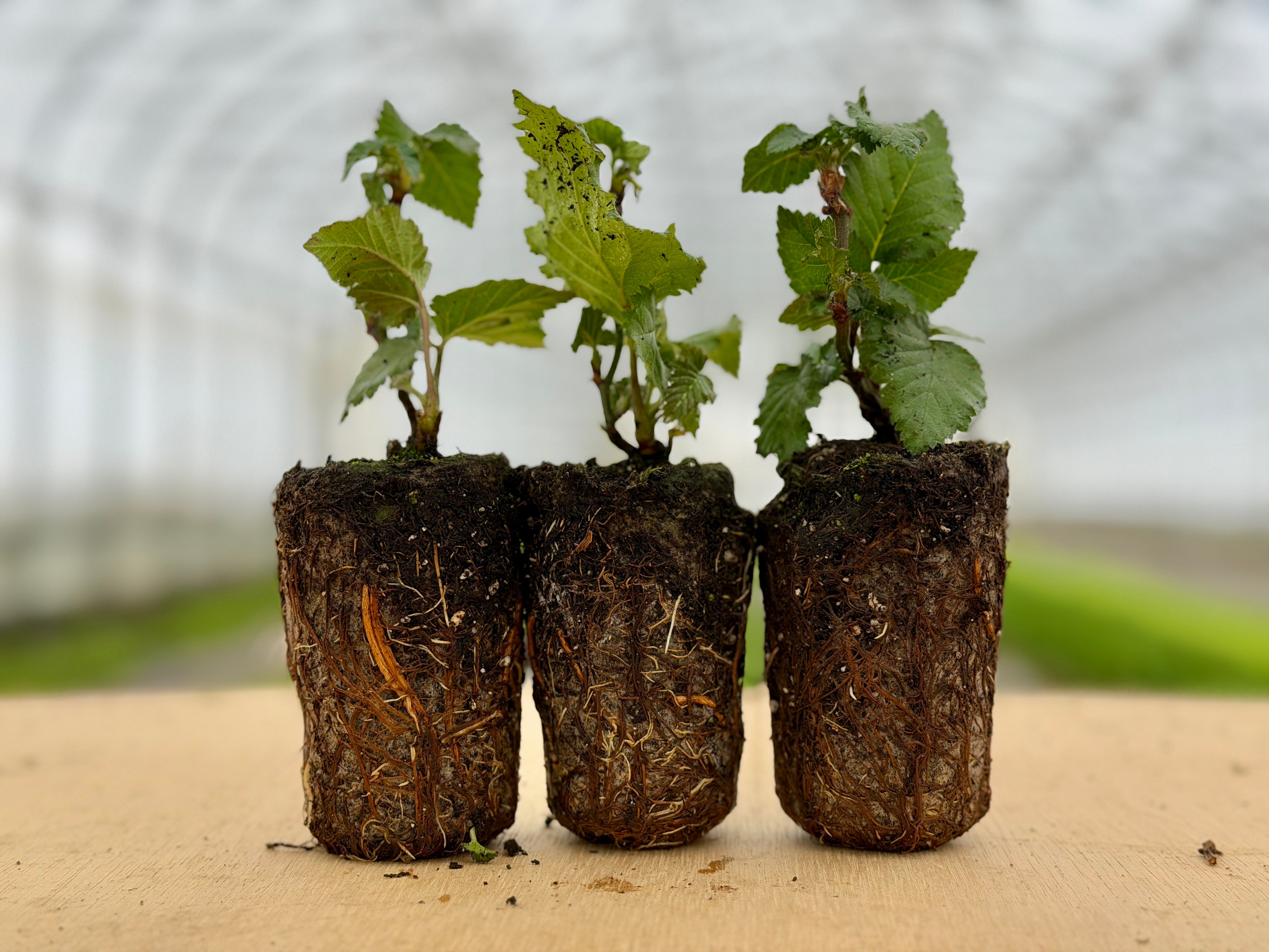 PA Freedom Blackberry Plant – The Farm On Central