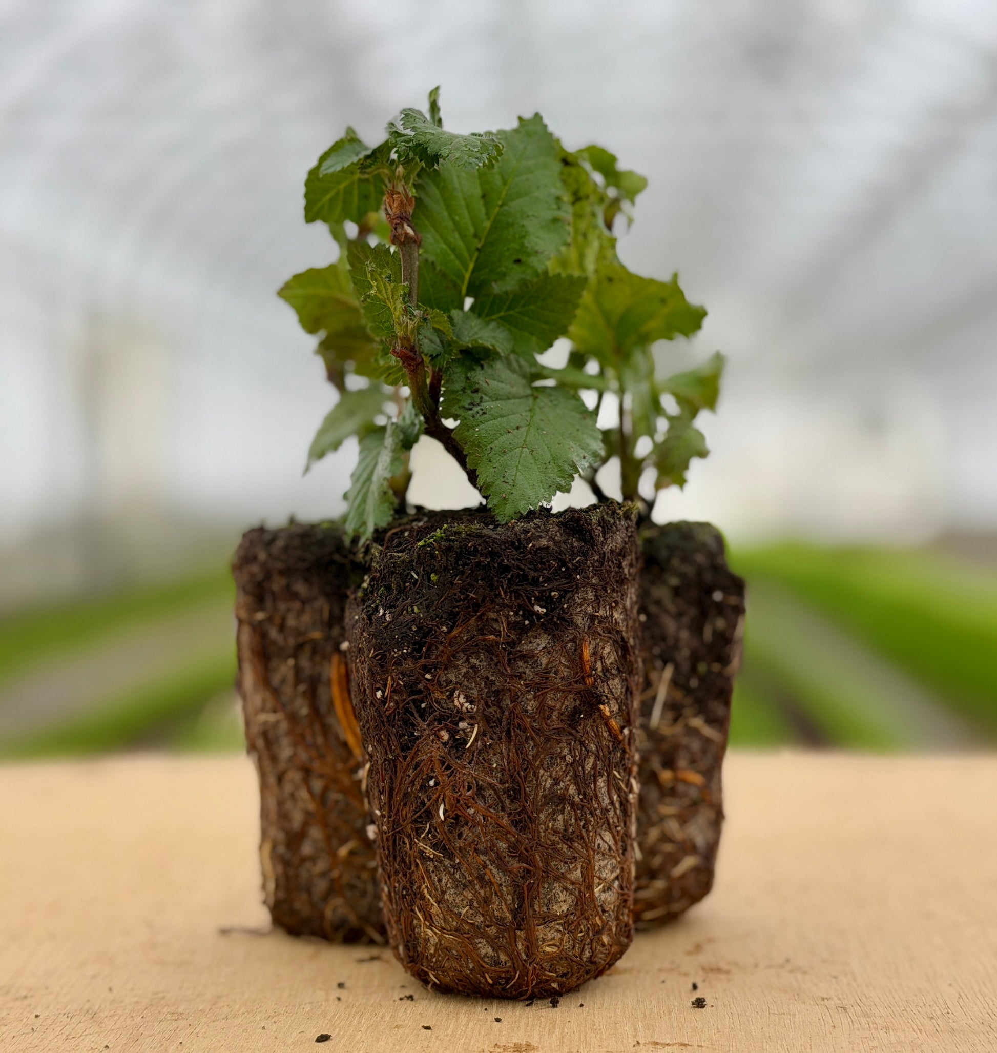 growing blackberry plants in pots Ponca Sweet Ark™ Blackberry Plants – The Farm On Central