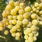 Brianna Grape Vine (Seeded)