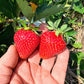 Camino Real Strawberry Plugs