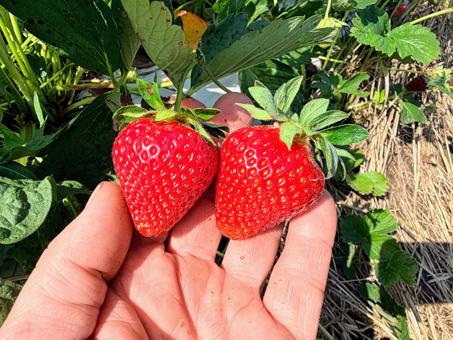 Camino Real Strawberry Plugs