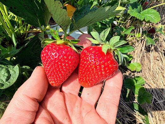 Camino Real Strawberry Plugs