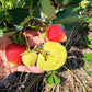 Camino Real Strawberry Plugs