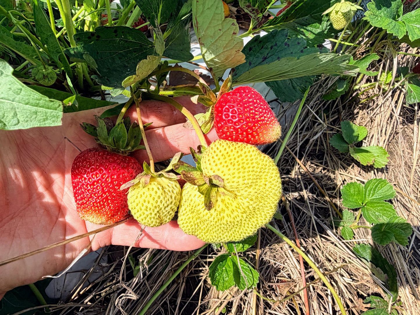 Camino Real Strawberry Plugs