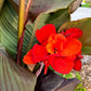 Canna Lilies - Tropical Mix (Free Shipping)