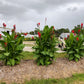 Canna Lilies - Tropical Mix (Free Shipping)