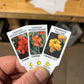 Canna Lilies - Tropical Mix (Free Shipping)