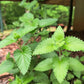 Catnip
