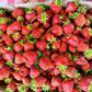 Chandler Strawberry Plugs