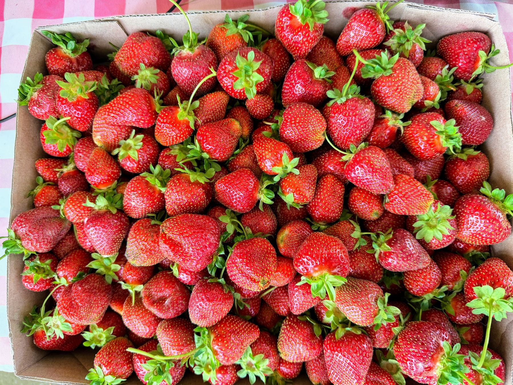 chandler strawberry seeds Chandler Strawberry Plugs – The Farm On Central