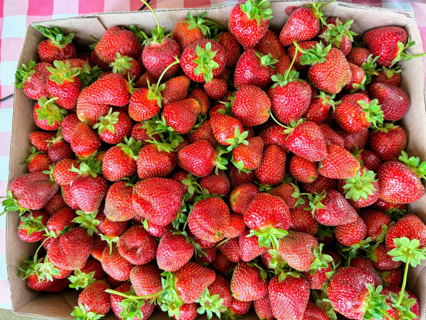 Chandler Strawberry Plugs