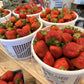 Chandler Strawberry Plugs