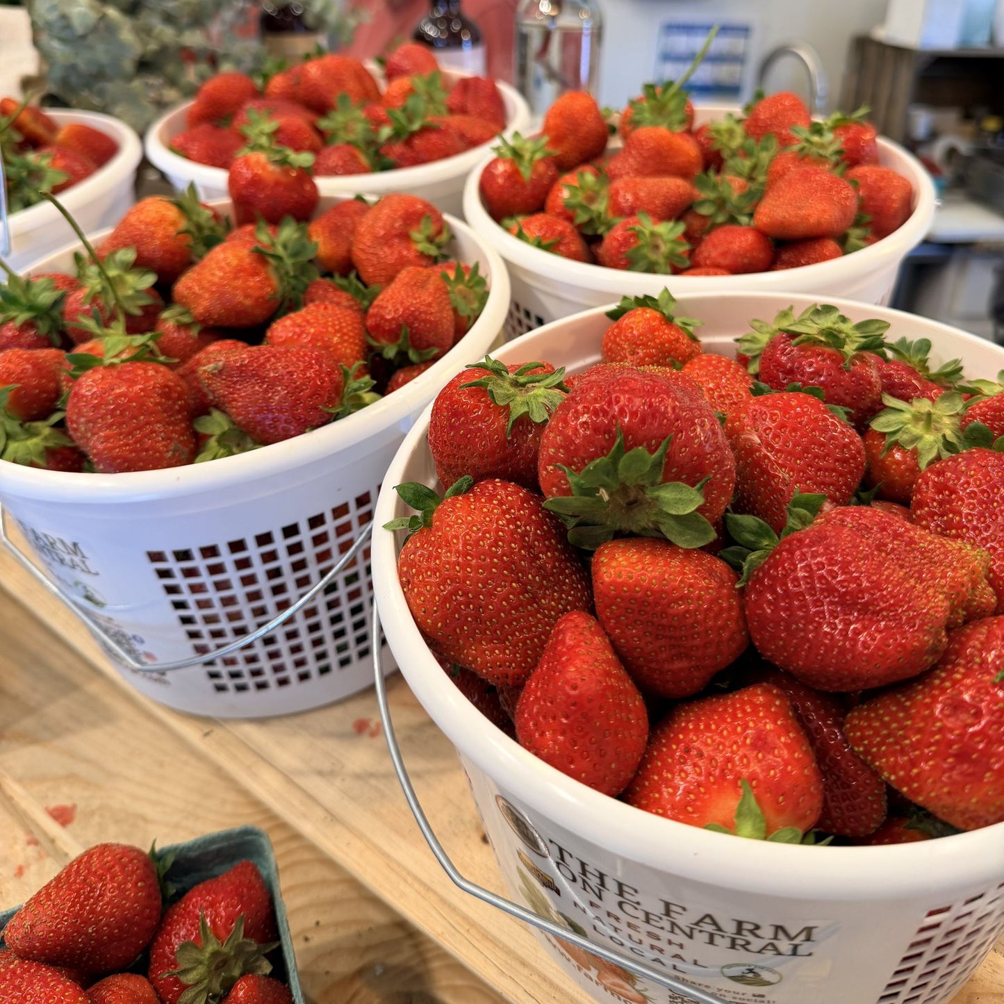 Chandler Strawberry Plugs