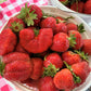 Chandler Strawberry Plugs