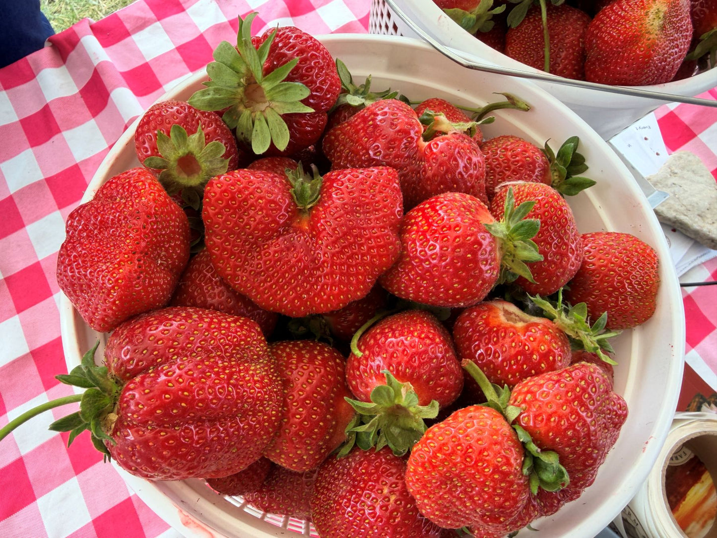 Chandler Strawberry Plugs