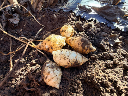 Clearwater Jerusalem Artichokes