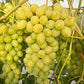 Compassion Grape Vine