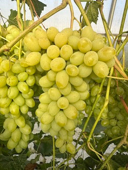 Compassion Grape Vine