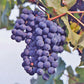 Concord Grape Vine (Seeded)