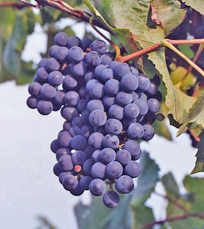Concord Grape Vine (Seeded)