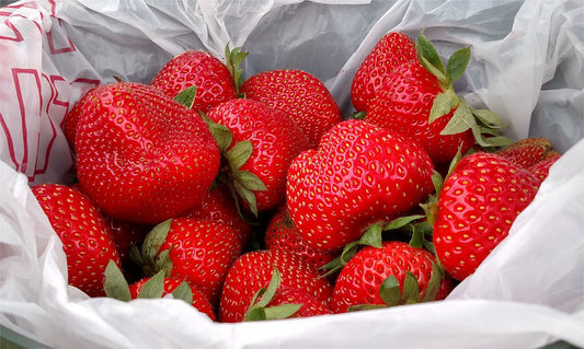 Cordial Strawberry Plugs