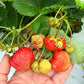 Flavorfest Strawberry Plugs