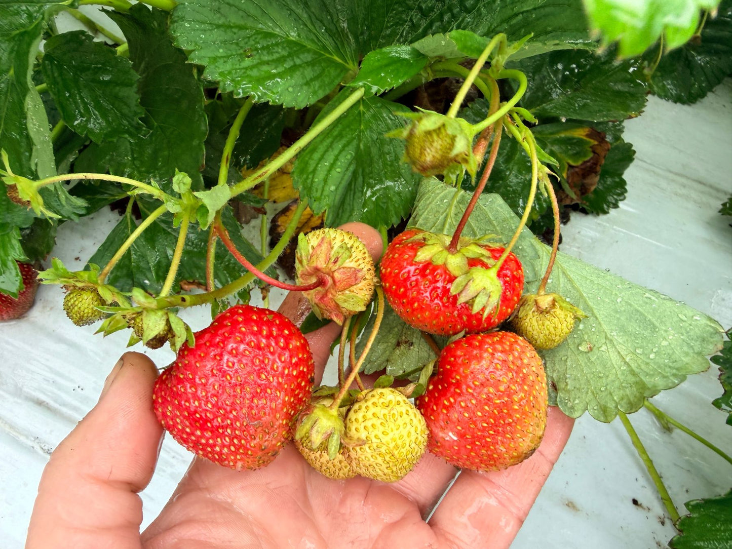 Flavorfest Strawberry Plugs