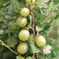 Gooseberry Cuttings
