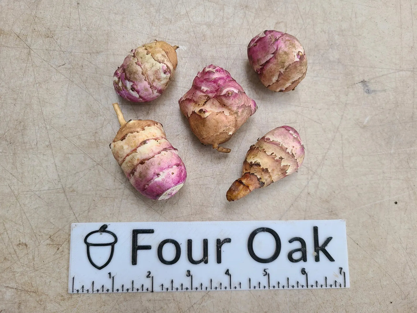 Beaver Valley Purple Sunchoke (Helianthus tuberosus)
