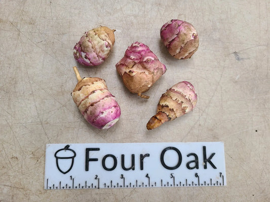 Beaver Valley Purple Sunchoke (Helianthus tuberosus)
