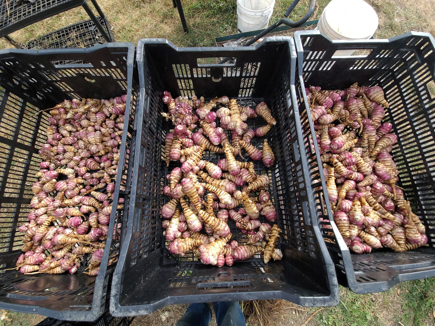 Beaver Valley Purple Sunchoke (Helianthus tuberosus)