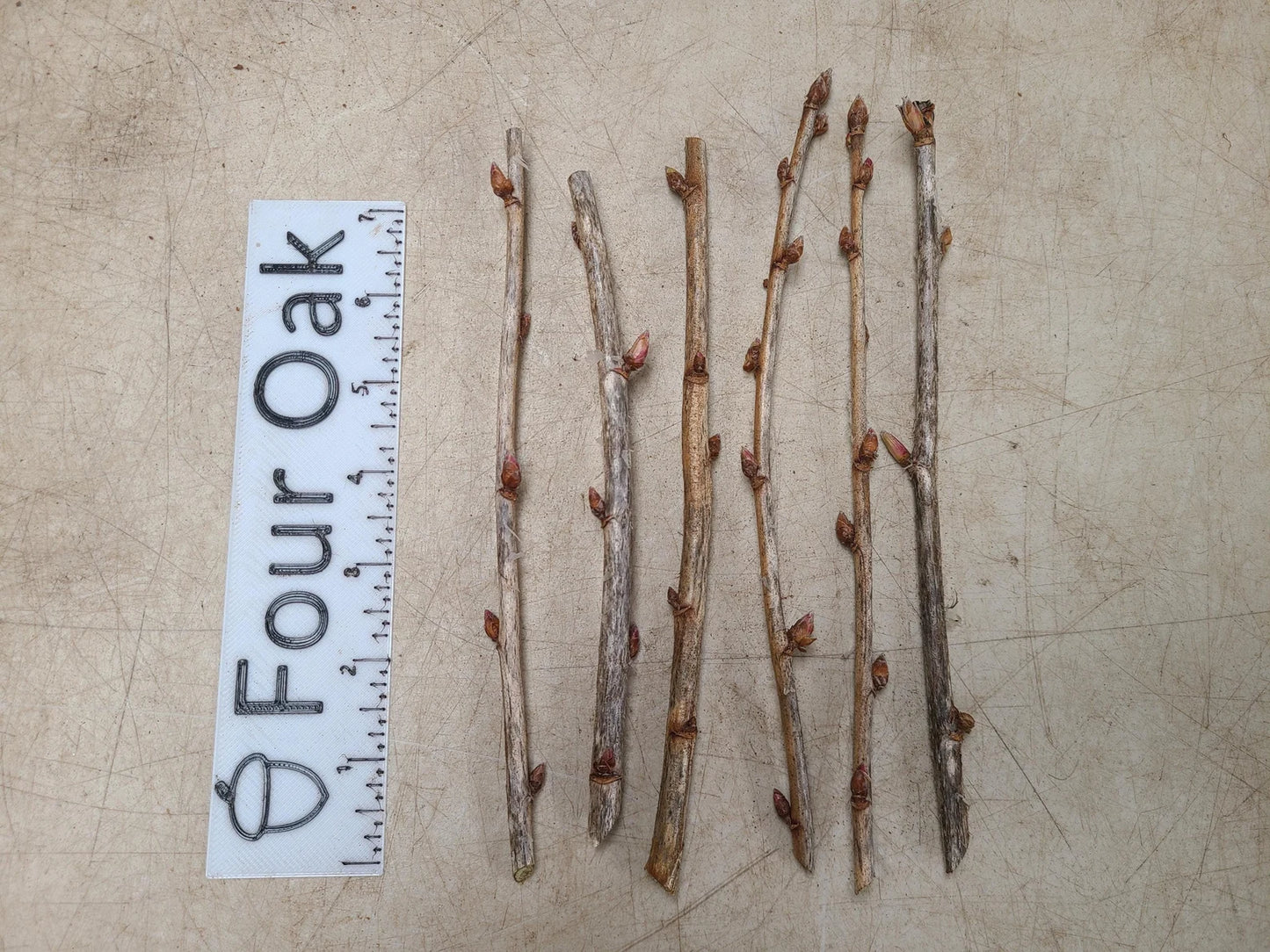 Red Currant Cuttings