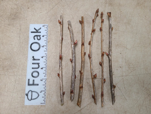 Red Currant Cuttings