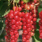 Red Currant Cuttings