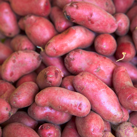 French Fingerling Potato