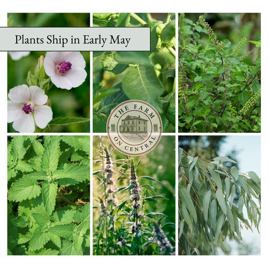 Starter Herb Garden Plant Bundle