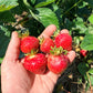 Galletta Strawberry Plugs