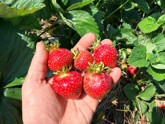 Galletta Strawberry Plugs