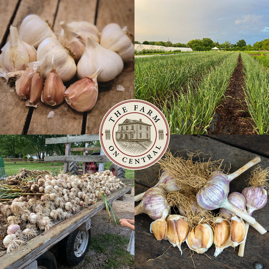 garlic cloves and field of garlic