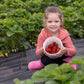 Weed-free Strawberry Cloth